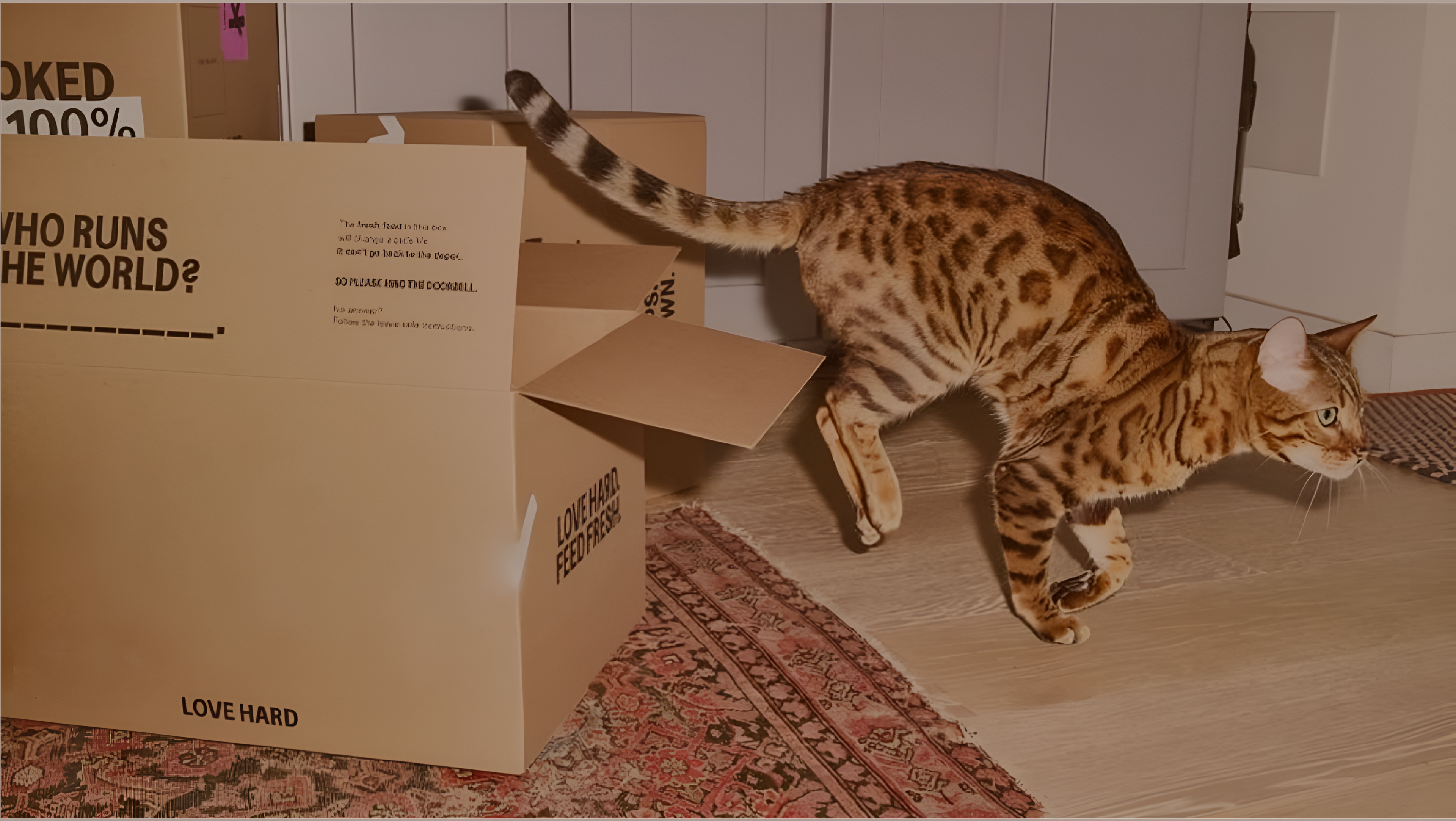 Cat coming out from a box